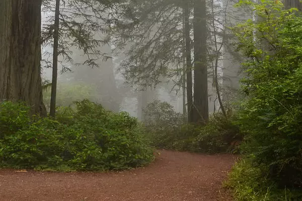 California's redwoods on a misty day. Picture credit Simon Reiseblogger at pixabay.